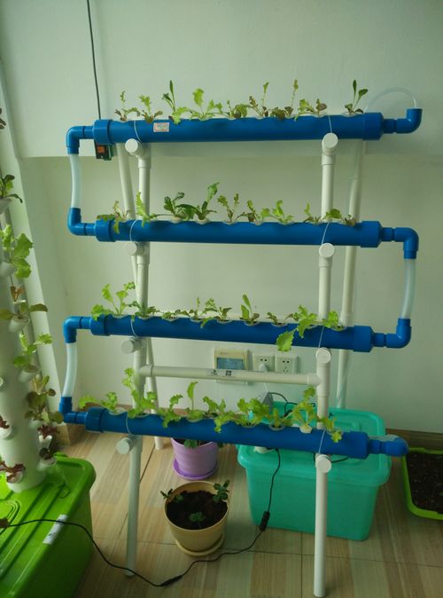 Grow Kit with plant.jpeg